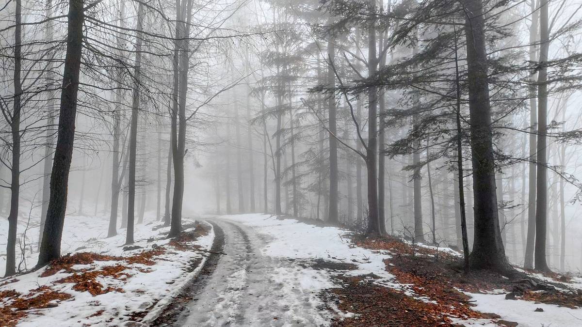 Mglisty i śnieżny las. Fot. TwojaPogoda.pl