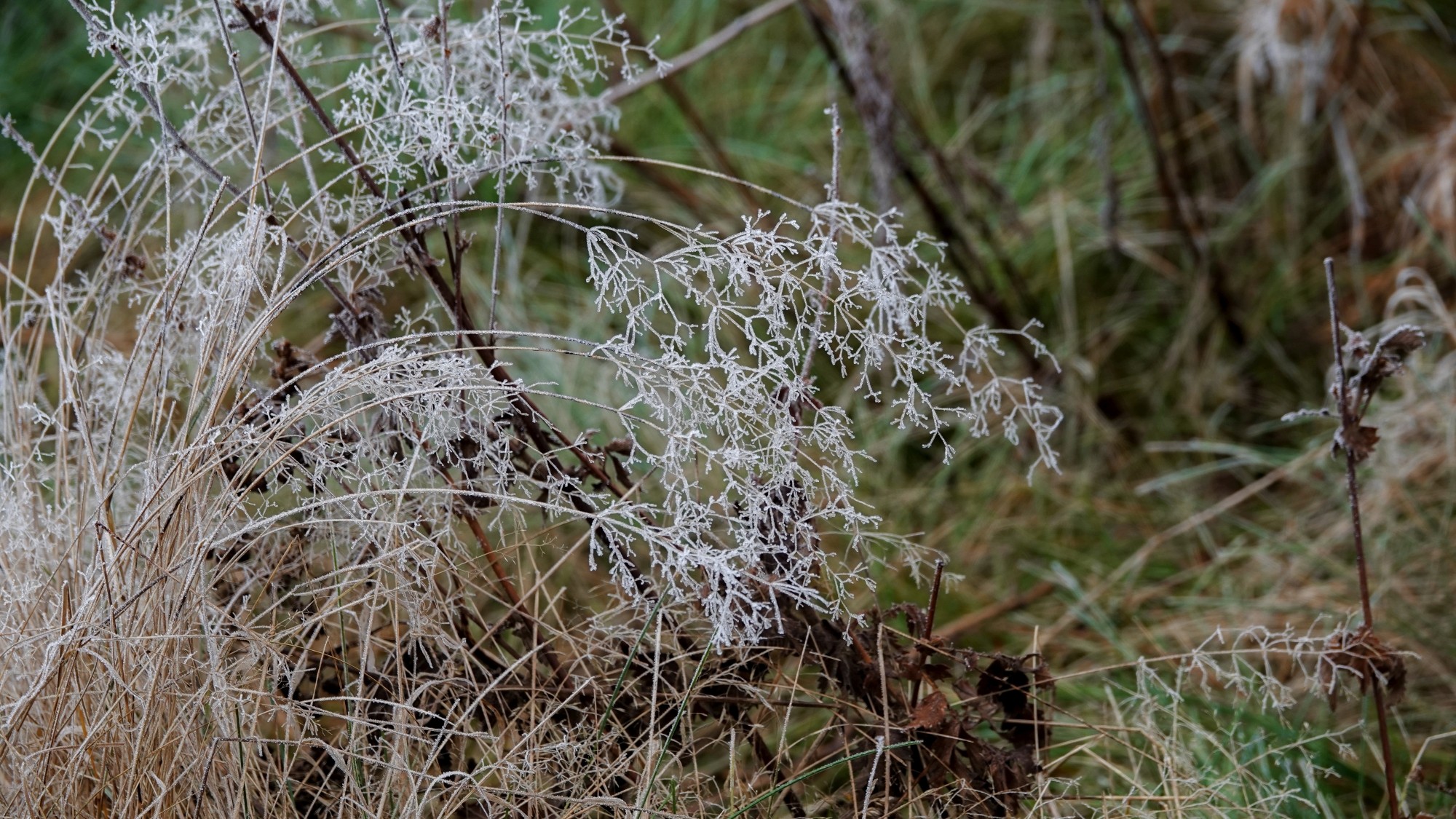 Szron pod lupą - zdjęcie 38