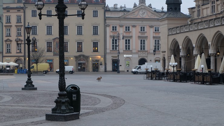 Rankiem po krakowskim Rynku Głównym biegał lis