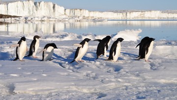 Ptasia grypa wkrótce dotrze na Antaktydę. Zagrożenie dla tysięcy pingwinów