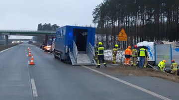 Bydło rozbiegło się po S8. Groźny wypadek na Mazowszu