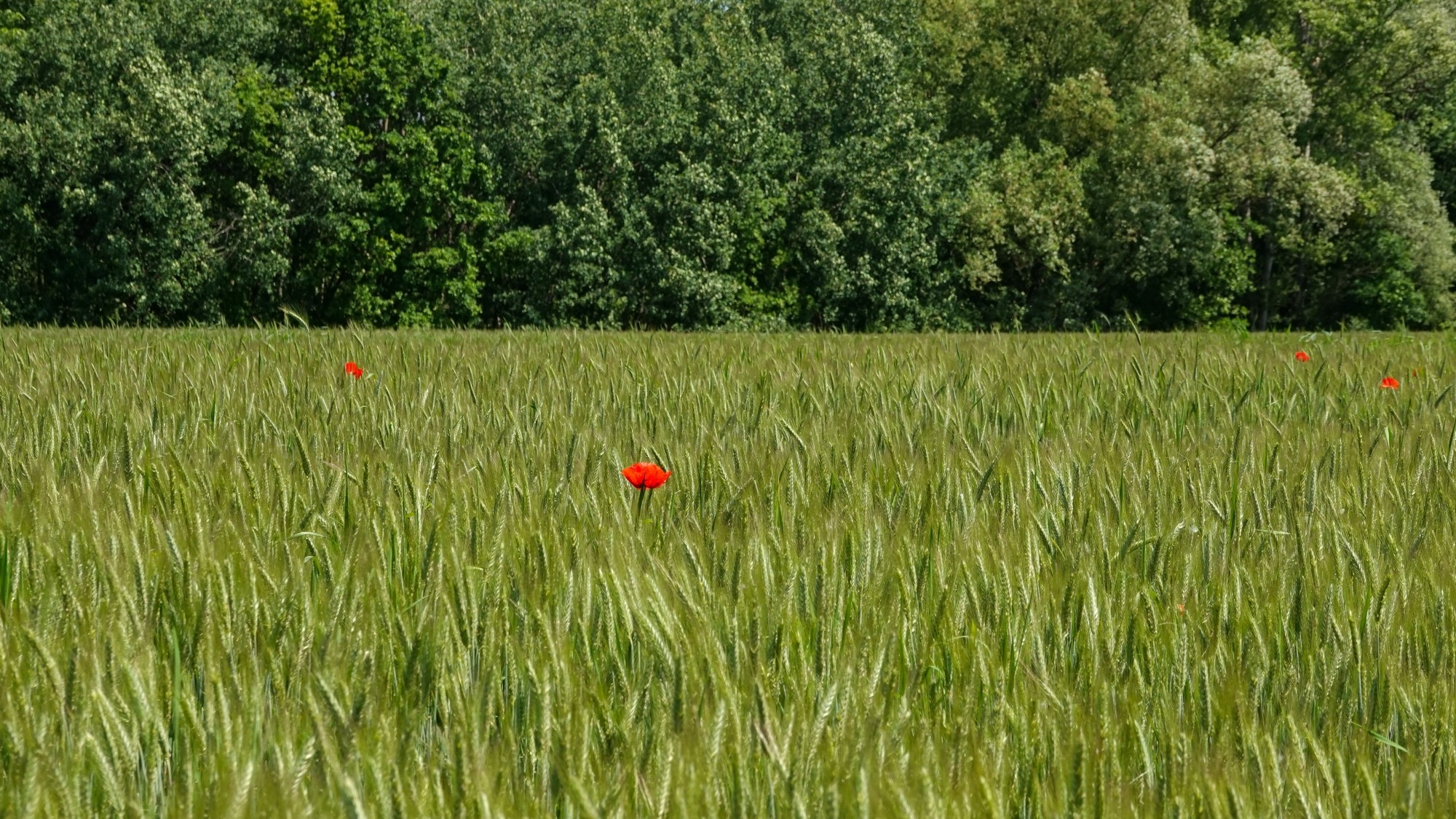 Całe piękno późnej wiosny - zdjęcie 12