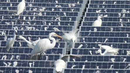 07.06.2021 07:00 Zobacz, jak ptaki niszczą pływające farmy solarne. Przyroda ma gdzieś styl ekologiczny