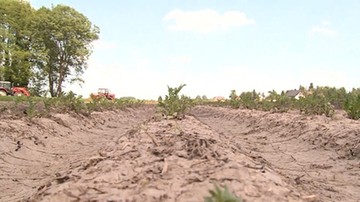 Straty z powodu suszy wzrosły do ponad 2 mld zł