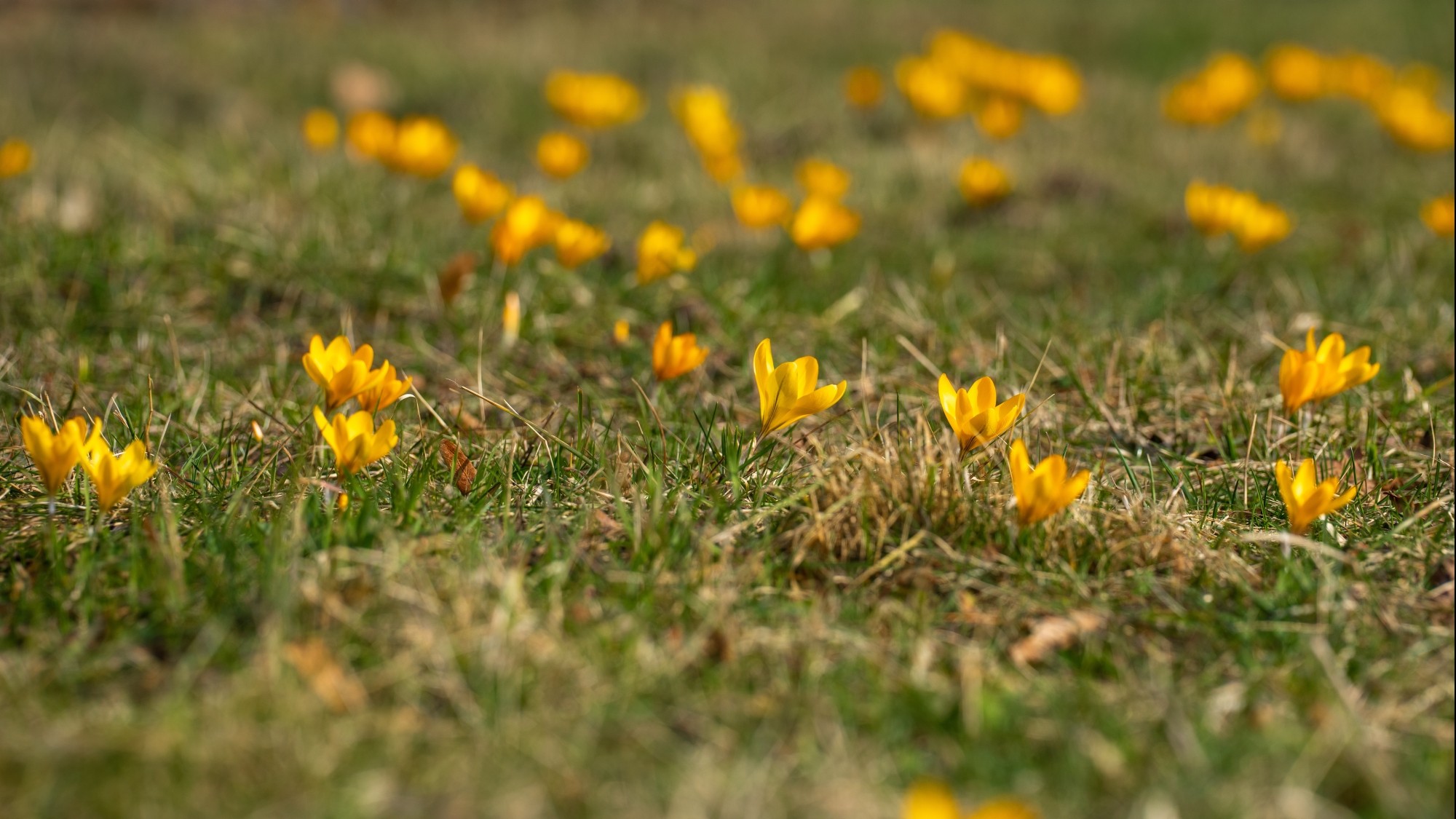 Kraina krokusów - zdjęcie 5