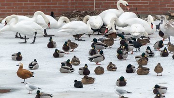 W Lubuskiem ubito ponad milion sztuk drobiu z powodu ptasiej grypy