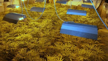 Policja przejęła 42 kg marihuany o wartości 3 mln złotych