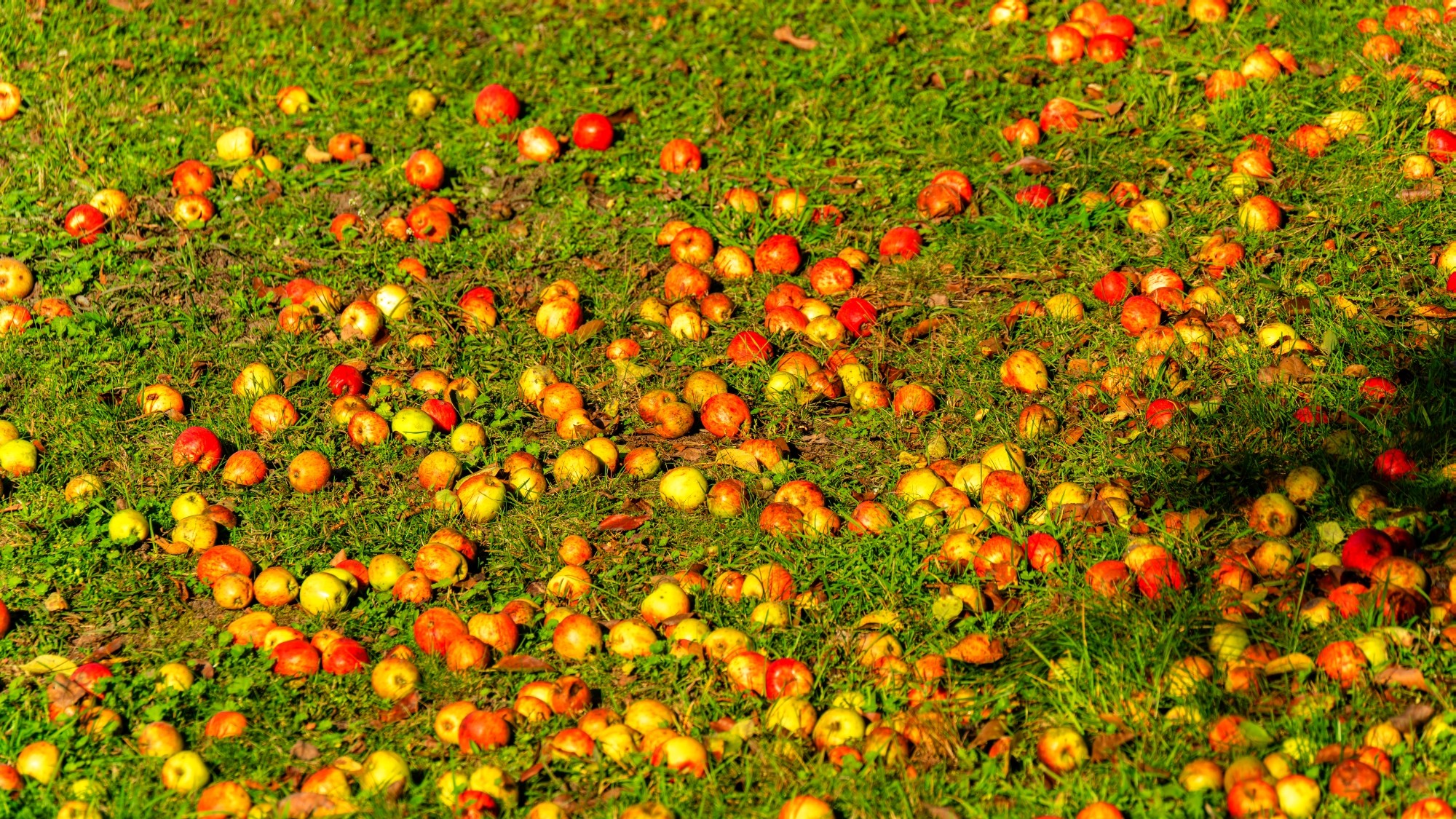 Piękny listopad - zdjęcie 12