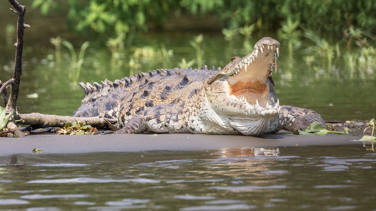 Australia: Znaleziono szczątki wędkarza. Były we wnętrzu krokodyla