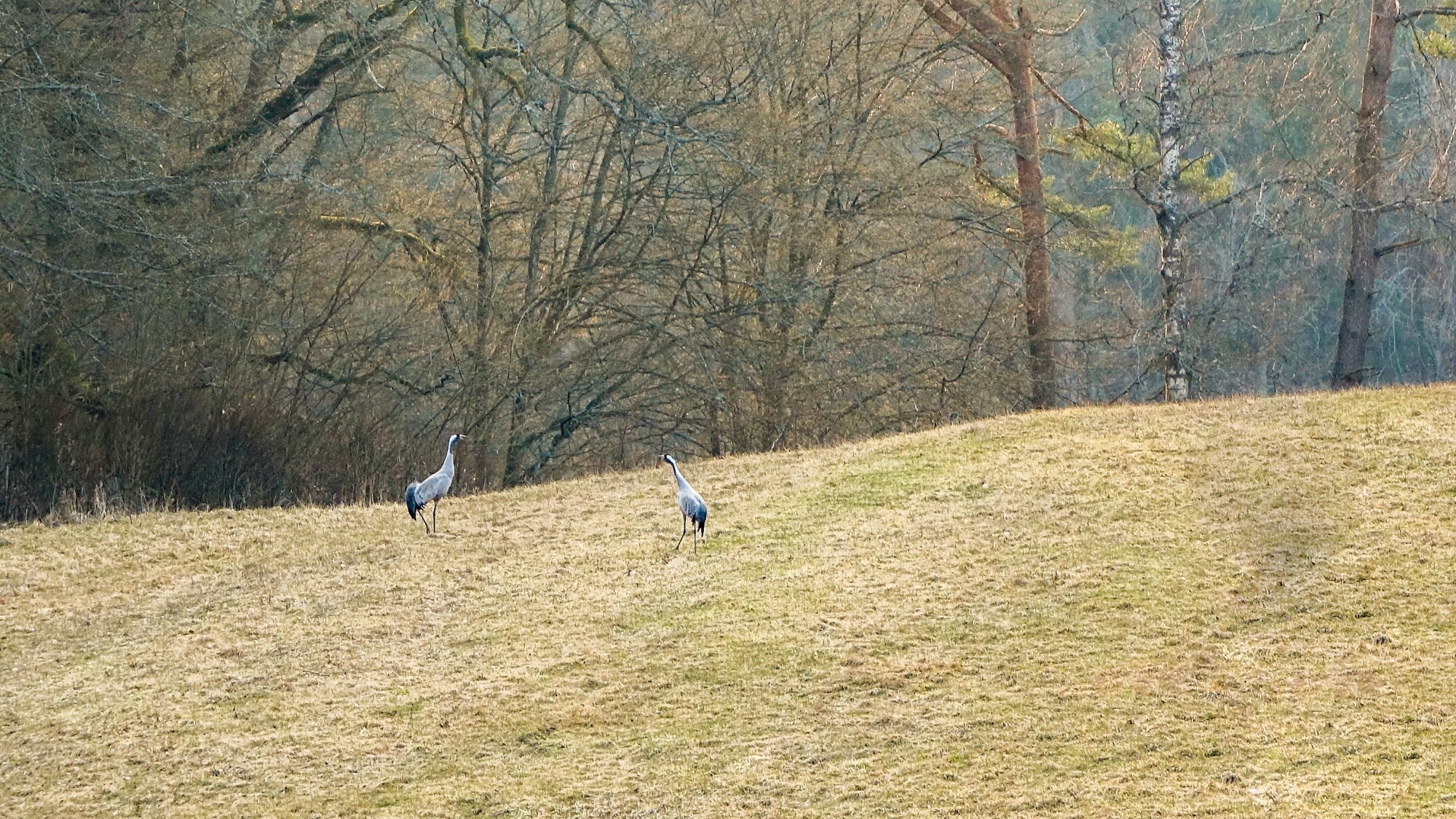 Z kamerą wśród zwierząt - zdjęcie 65