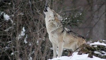 42-latek miał zastrzelić wilka. Zwierzę mieszkało w parku narodowym, opiekowało się szczeniętami