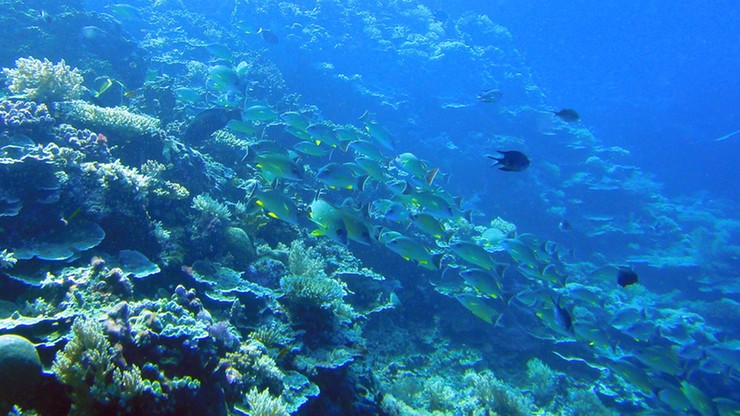 W tym kraju używanie kremu z filtrem jest zakazane. Tak władze chcą chronić rafy koralowe