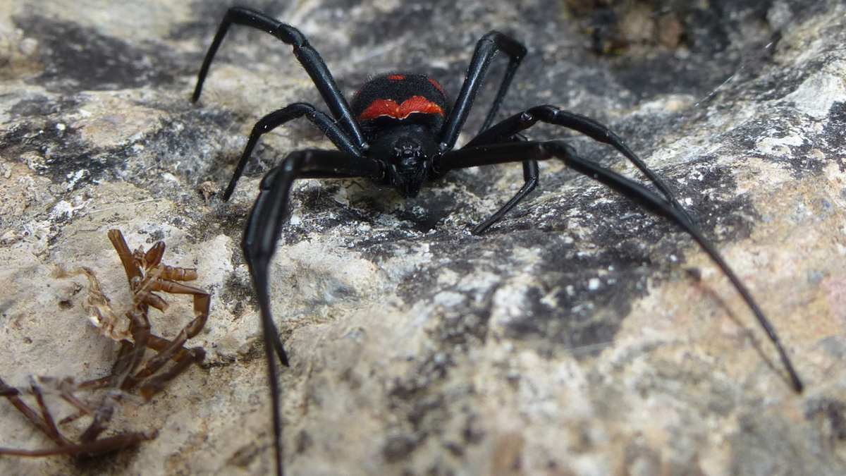 Jadowity pająk z Azji rozmnaża się w Europie. Jest coraz bliżej Polski