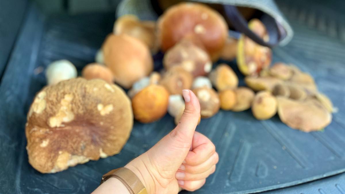 Gdzie szukać grzybów? Borowiki i kurki już w lasach, ale upały grożą przerwą