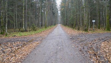Położą asfalt na Drodze Narewkowskiej w Puszczy Białowieskiej. "To zagrożenie dla przyrody"