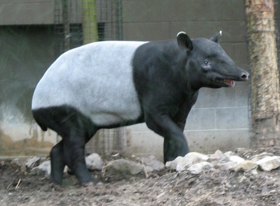 Na zdjęciu: tapir malajski