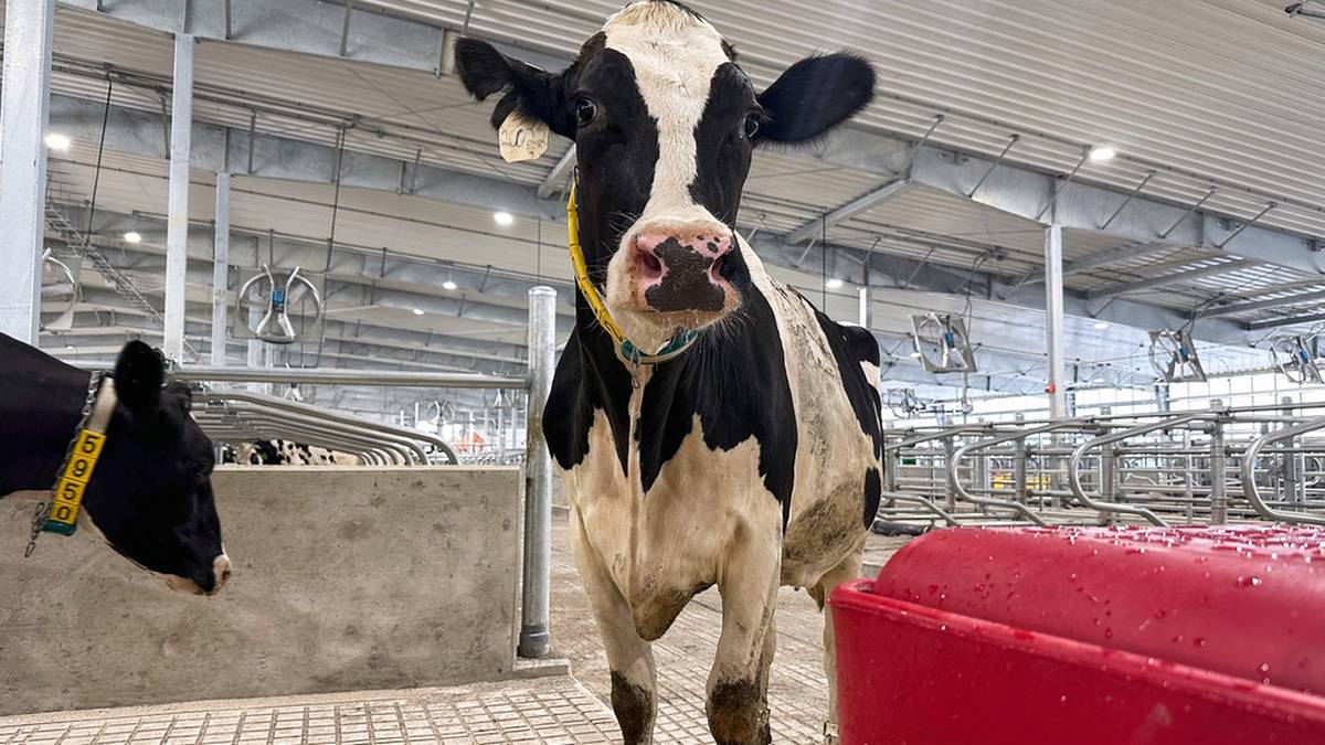 Wołowina z hormonem wzrostu trafiła do UE. Polski rząd reaguje