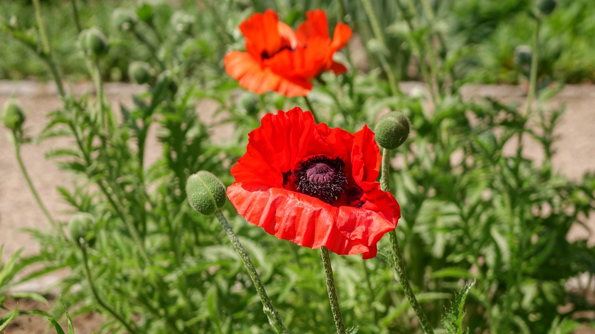 Wiosna radosna - zdjęcie 26