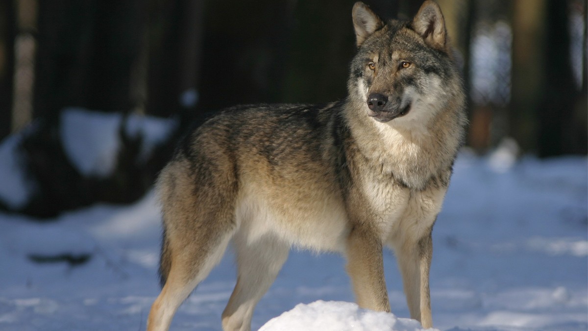 Wielkopolskie: Wataha wilków w gminie Duszniki. Władze apelują, aby nie spacerować po lesie