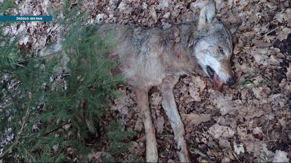 Podlaskie: Dwa martwe wilki na obrzeżach Puszczy Białowieskiej. Miały rany postrzałowe