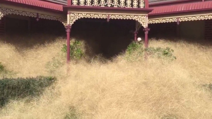 Sucha trawa utrudnia życie mieszkańcom australijskiego Wangaratta