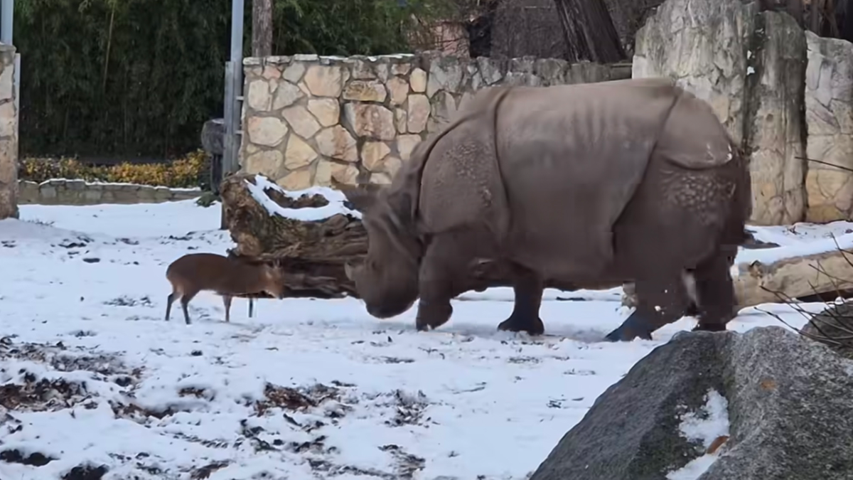 Świat zachwycony filmem z Polski. Miliony wyświetleń nagrania z wrocławskiego Zoo