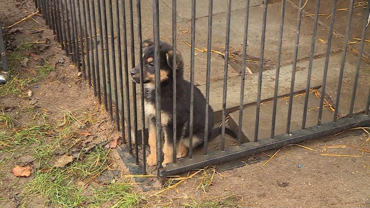 Schronisko dla zwierząt wstrzymało adopcje szczeniąt. "Pies to nie prezent"