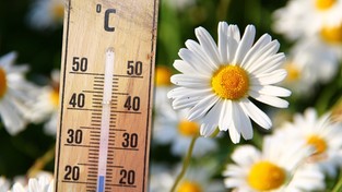 09.11.2019 09:00 Mamy piękną wiosnę tej jesieni. Temperatura dochodzi do 20 stopni i znów kwitną stokrotki