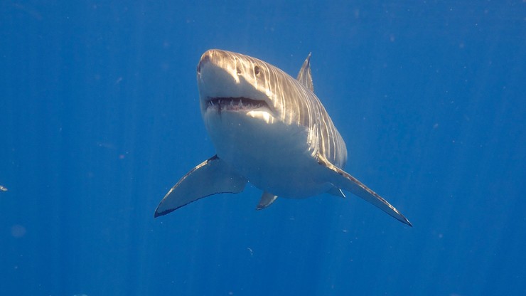 Australia: Atak rekina. Mężczyzna zginął na miejscu