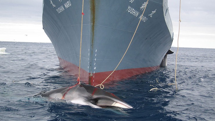 Japonia wznowi komercyjne połowy wielorybów. Wycofuje się z organizacji chroniącej ich populację