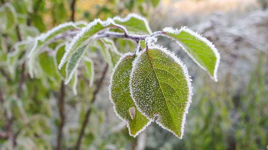 20.05.2018 09:00 Wyjątkowo zimny poranek. Temperatura spadła miejscami nawet do minus 4 stopni