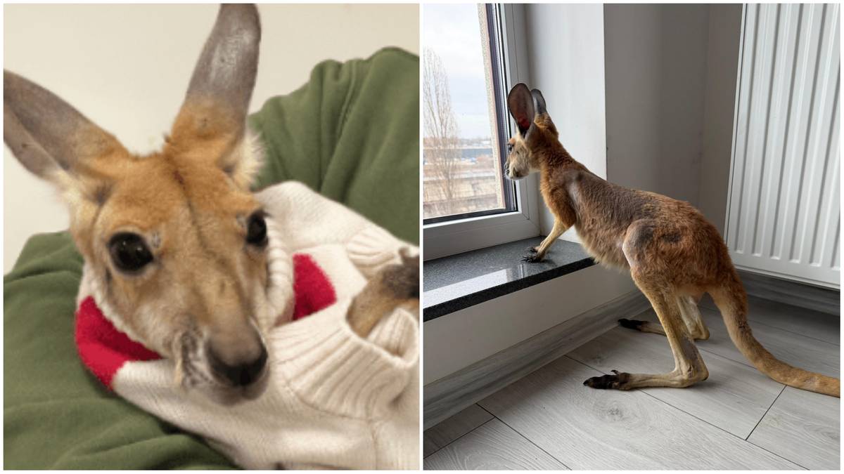 Zbliżenie na pysk młodej kangurzycy w sweterku oraz kangurzyca stojąca przy oknie.