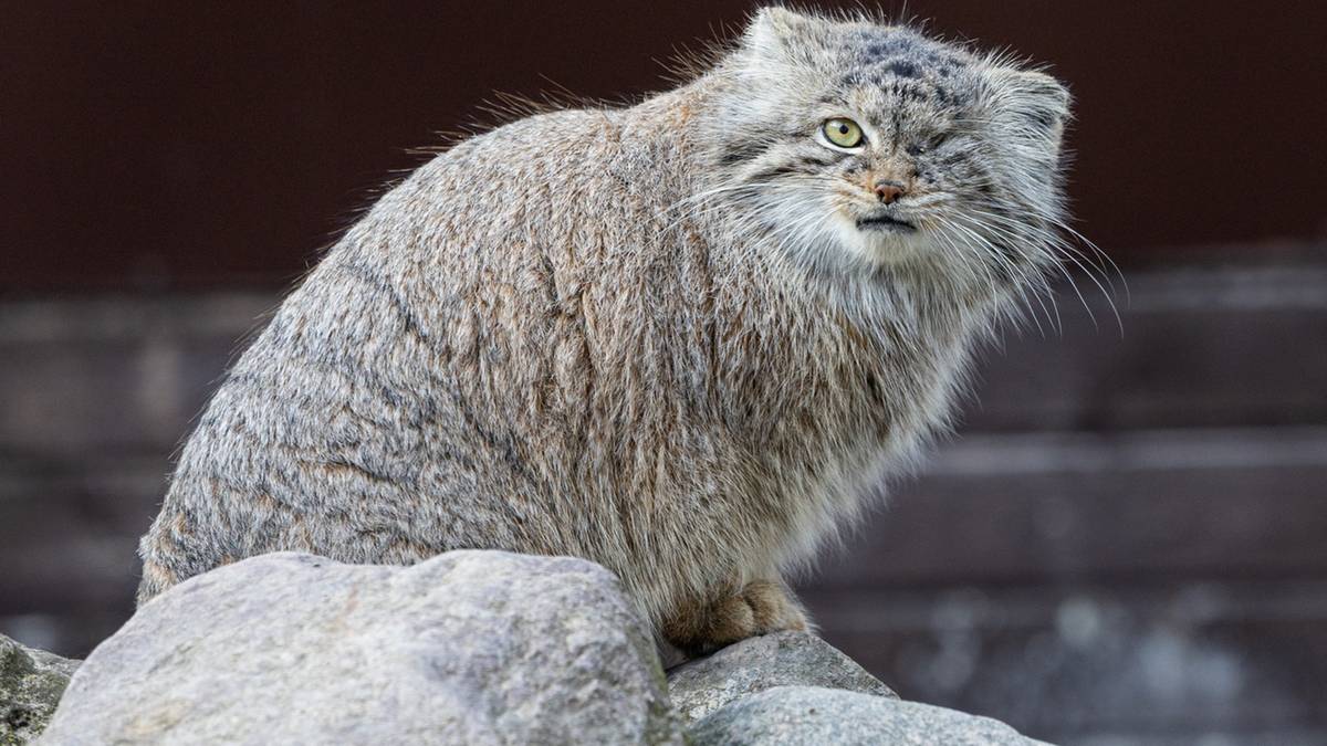Wiadomo, co stało się z manulem z poznańskiego zoo. Szczęśliwy finał poszukiwań