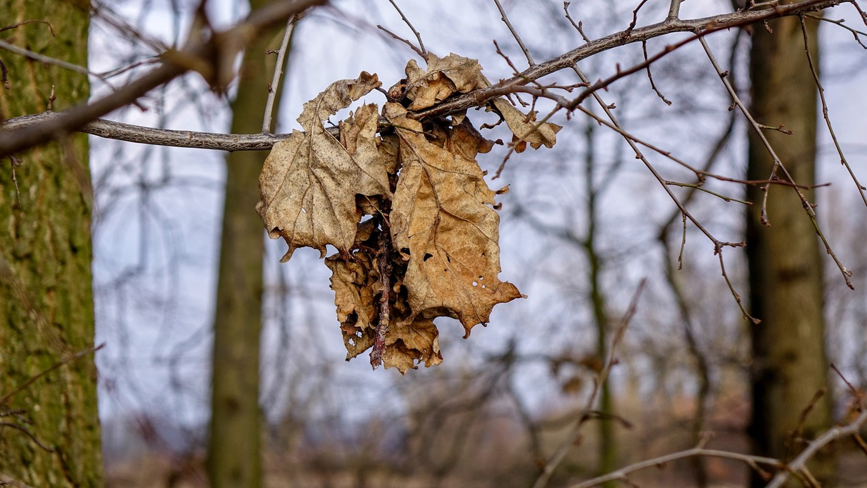 Grudzień w obiektywie - zdjęcie 33