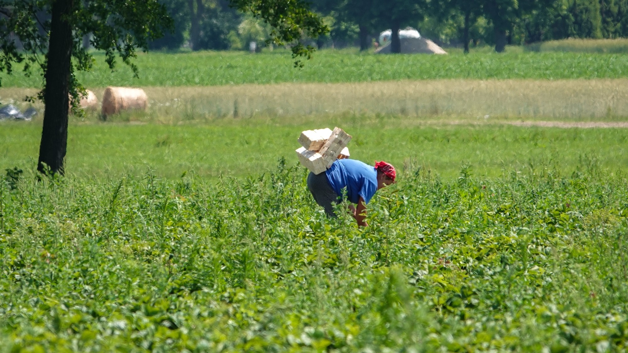 Lato w plenerze - zdjęcie 51