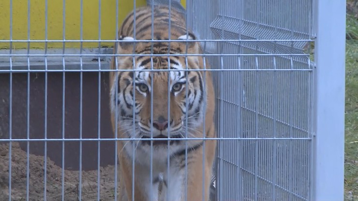 Jest zgoda na wyjazd pięciu tygrysów do azylu w Hiszpanii