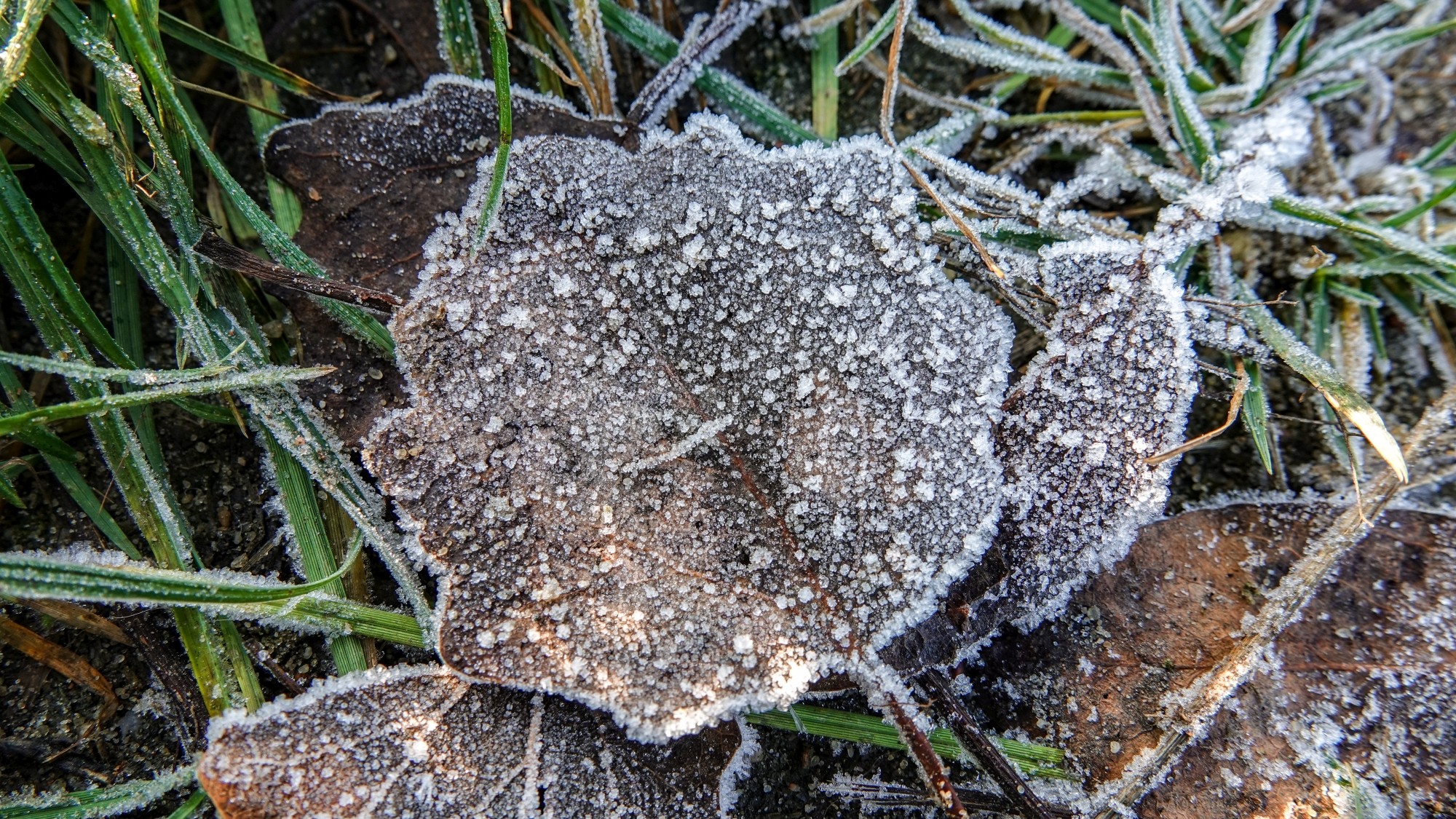 Szron pod lupą - zdjęcie 21