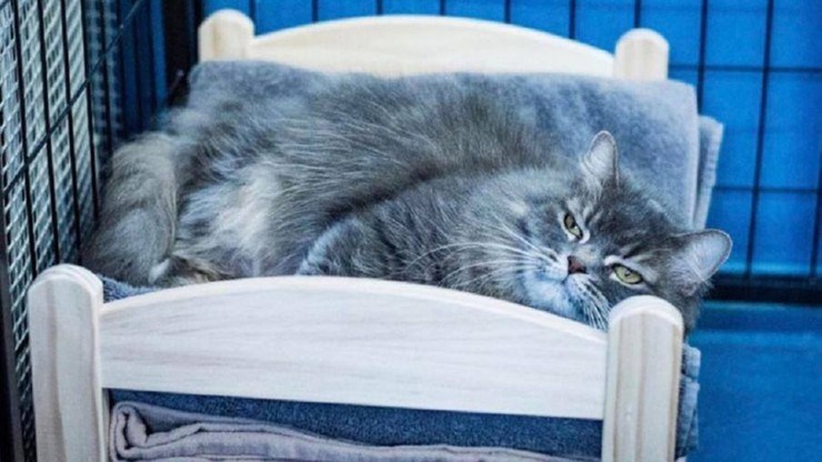 IKEA podarowała przytulisku dla kotów łóżeczka dla lalek. Rozczulające zdjęcia
