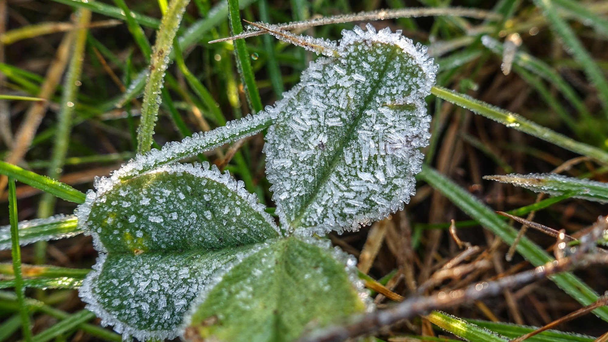 Szron pod lupą - zdjęcie 47
