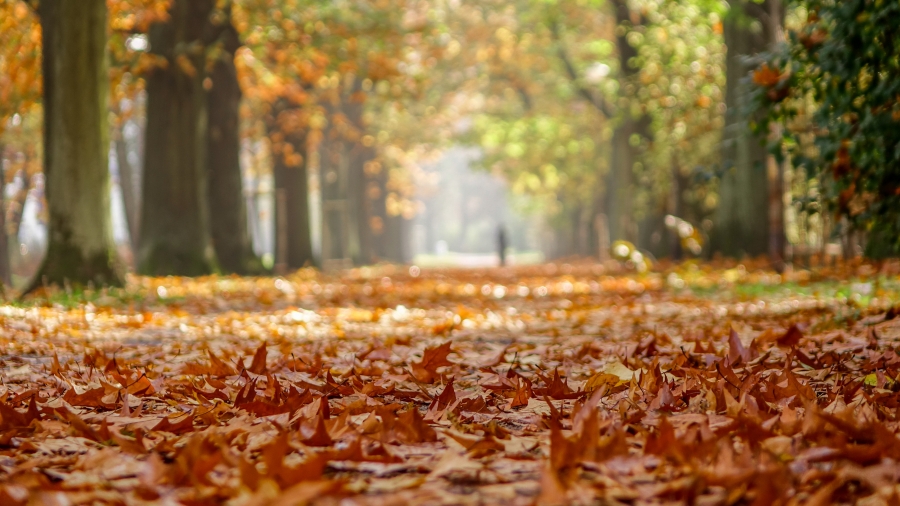 06.11.2017 00:00 Październik w obiektywie