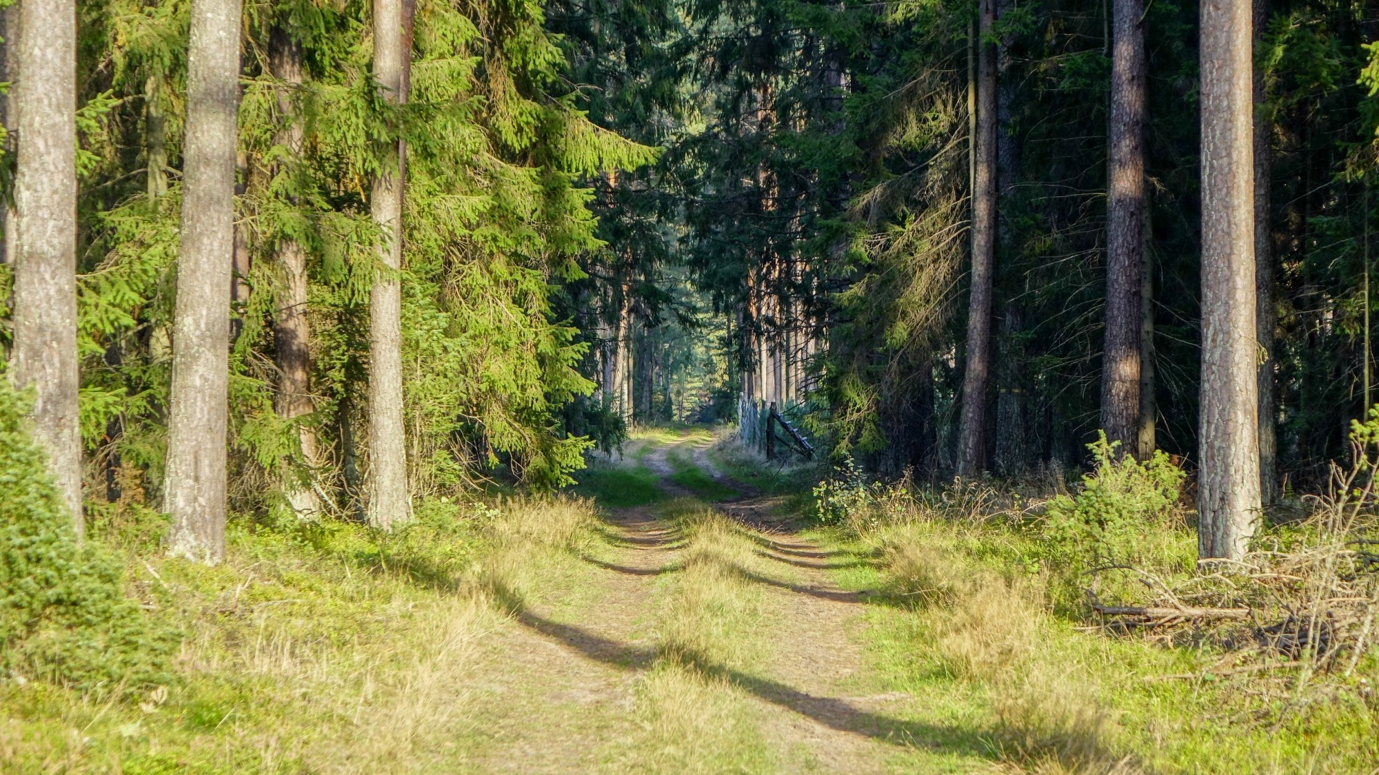Urocze zakątki w lasach - zdjęcie 91