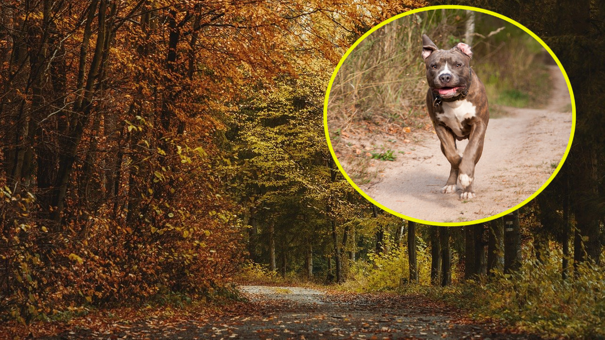 Horror na spacerze z psem. Agresywny amstaff zaatakował, tragiczny finał