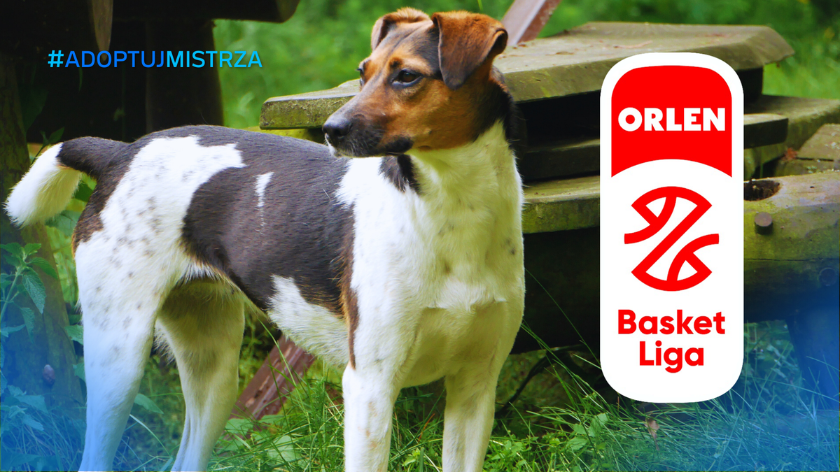Pies rasy mieszanej w pozycji stojącej, patrzący w bok, na tle trawy i drewnianych mebli. W prawym g&oacute;rnym rogu znajduje się logo ORLEN Basket Ligi.