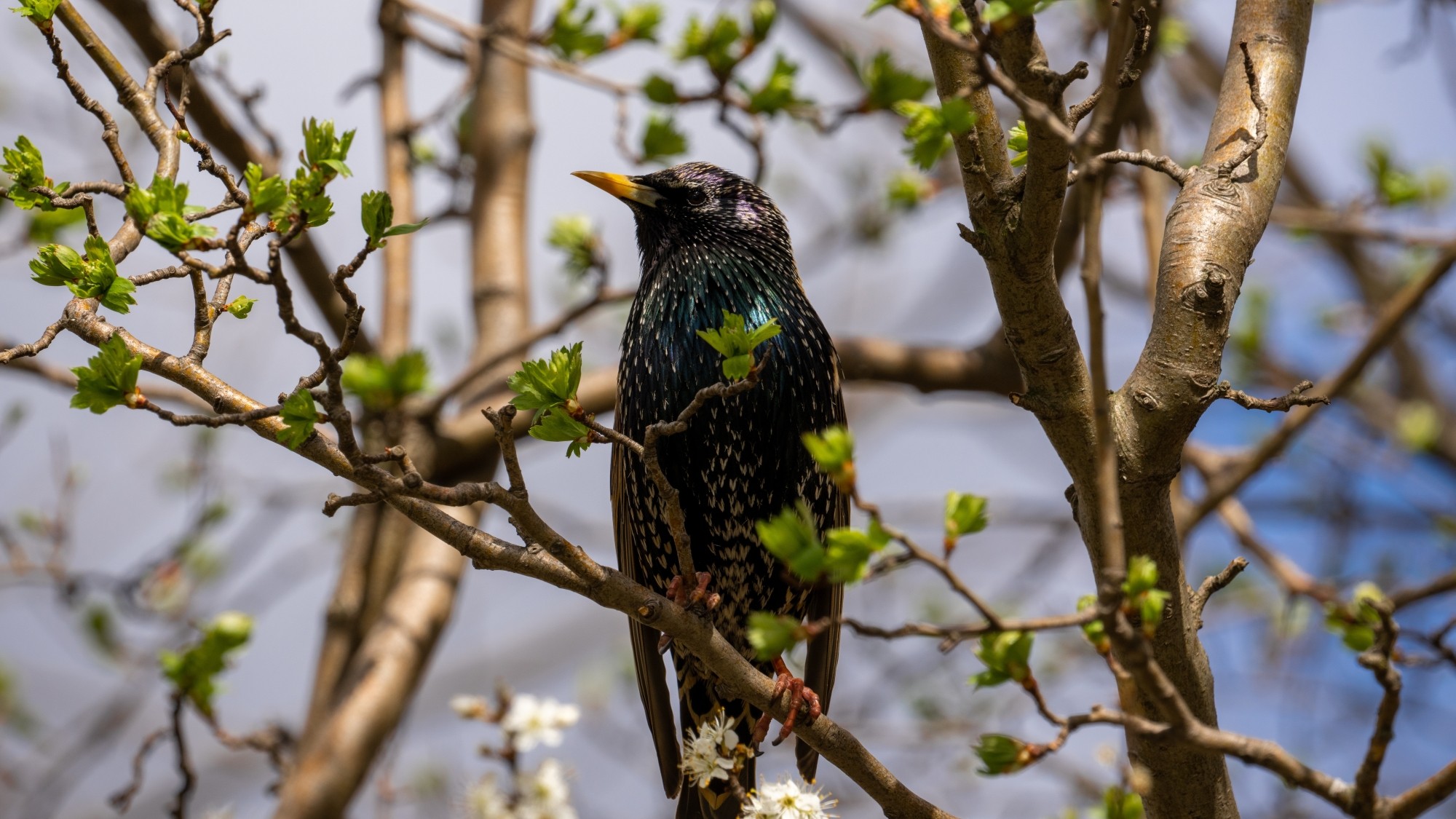 Miejska przyroda - zdjęcie 13