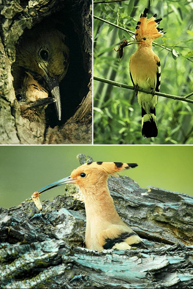 2025-10-16 „Podglądacze przyrody” - sezon 3, odcinek 3: Na tropie dudka