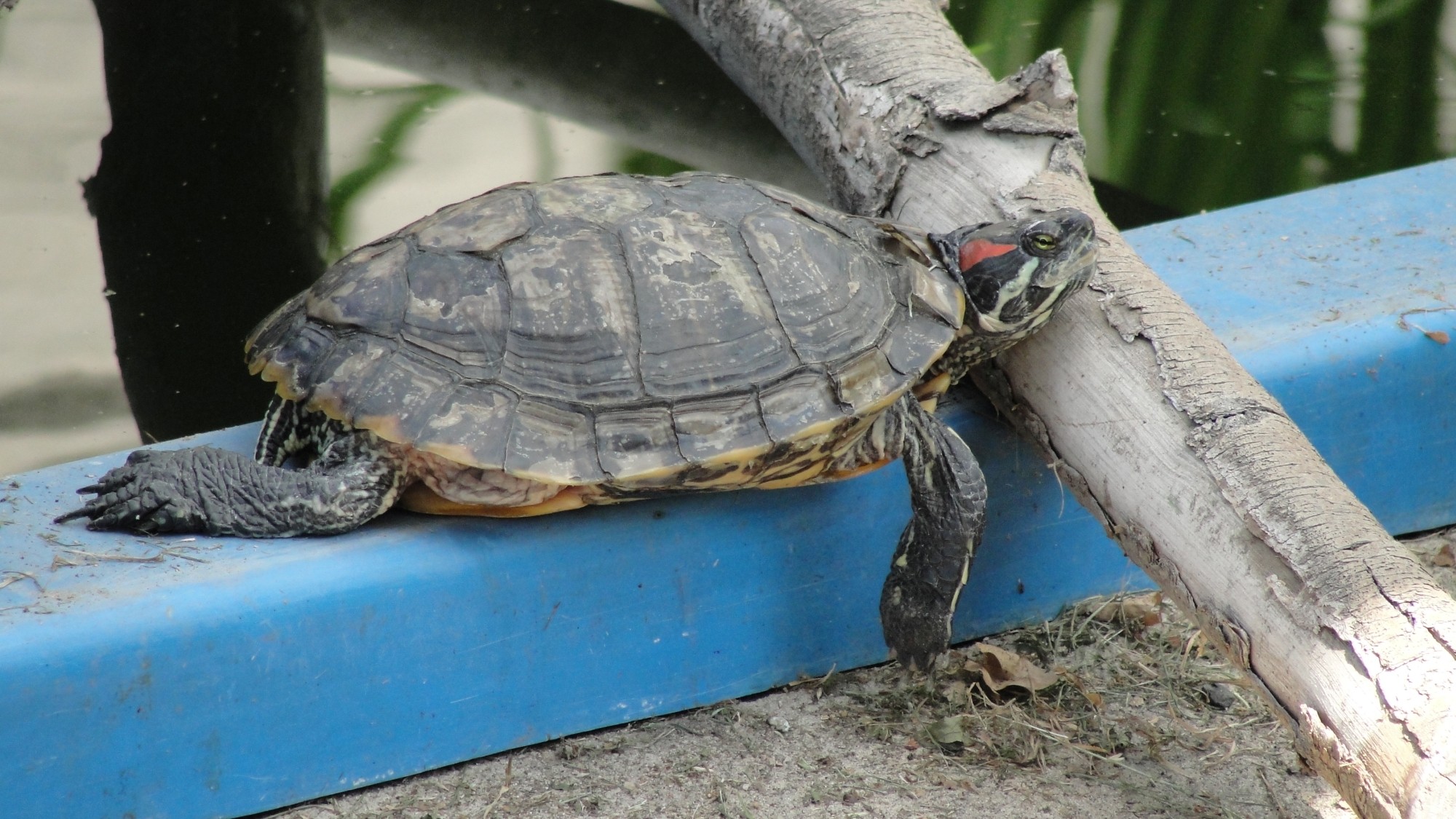Z kamerą wśród zwierząt - zdjęcie 34