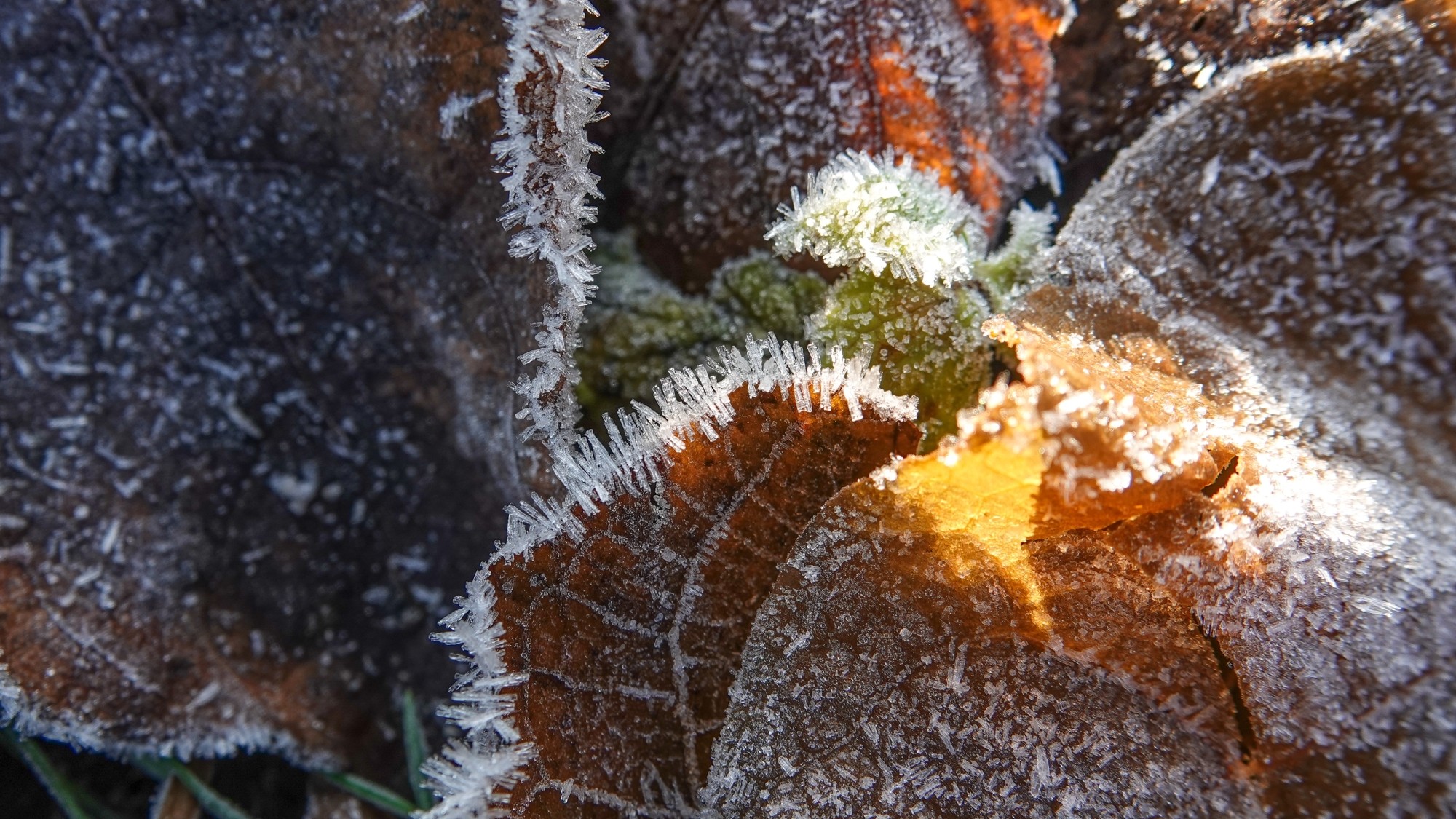 Szron pod lupą - zdjęcie 27