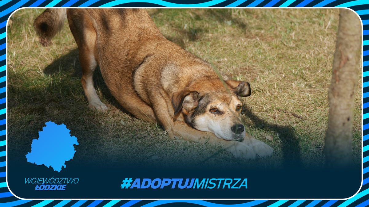 Pies w pozycji do zabawy na trawie, z grafiką wojew&oacute;dztwa ł&oacute;dzkiego i hasztagiem #ADOPTUJ MISTRZA.