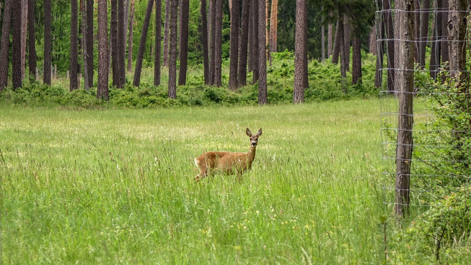 Mazury wiosną - zdjęcie 18