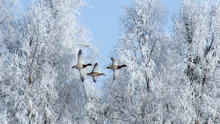 W Ostrzeszowie powołano zespół kryzysowy ds. ptasiej grypy